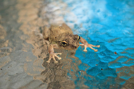 松木树蛙大眼睛青蛙桌子野生动物热带婴儿玻璃两栖少年动物背景图片