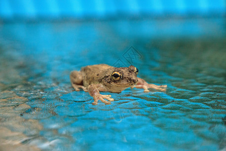 松木树蛙热带动物玻璃青蛙野生动物少年两栖婴儿大眼睛桌子背景图片