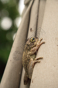 带松木树蛙的伞状绳子背景图片