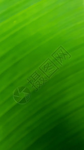 a 绿色自然模糊背景坡度海浪叶子摄影阳光插图艺术流动曲线宽屏背景图片