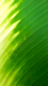 a 绿色自然模糊背景晴天叶子摄影墙纸坡度艺术曲线插图宽屏创造力背景图片
