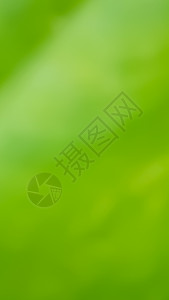 a 绿色自然模糊背景流动摄影创造力阳光艺术插图叶子曲线宽屏墙纸背景图片
