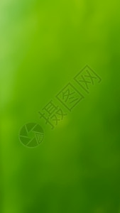 a 绿色自然模糊背景晴天摄影插图创造力流动坡度曲线叶子宽屏墙纸背景图片