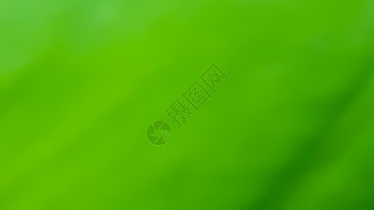 a 绿色自然模糊背景阳光插图摄影海浪墙纸曲线叶子创造力坡度艺术背景图片