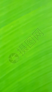 a 绿色自然模糊背景墙纸宽屏阳光创造力曲线插图海浪摄影叶子坡度背景图片