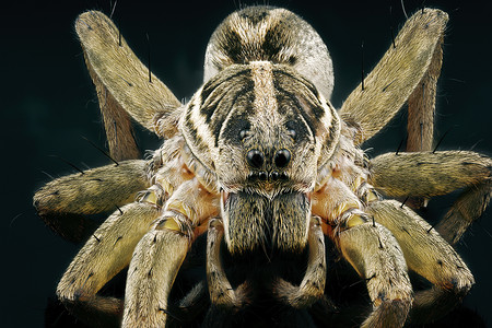 接近一只狼蜘蛛獠牙生物表皮反射腹部猎人眼睛栖息地摄影野生动物背景图片