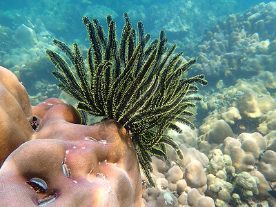 海水下的海洋生物 水下风景摄影学和海底景观摄影珊瑚潜水海上生活生活游泳海洋活动旅游动物主题背景图片