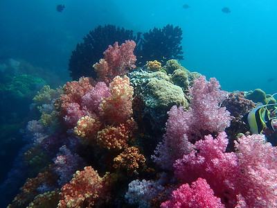 海水下的海洋生物 水下风景摄影学和海底景观摄影游泳动物海上生活珊瑚潜水主题生活旅游海底世界活动背景图片