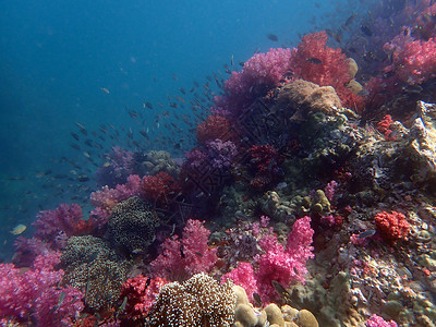 海水下的海洋生物 水下风景摄影学和海底景观摄影珊瑚海底世界潜水海上生活动物活动旅游主题脊椎动物生活背景图片