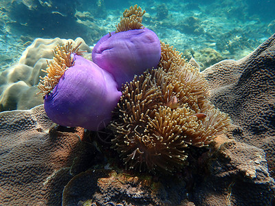 海水下的海洋生物 水下风景摄影学和海底景观摄影脊椎动物游泳动物海底世界旅游海洋海上生活潜水主题活动背景图片
