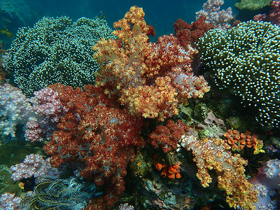 海水下的海洋生物 水下风景摄影学和海底景观摄影生活海上生活潜水主题珊瑚脊椎动物游泳活动海洋旅游背景图片