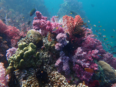 海水下的海洋生物 水下风景摄影学和海底景观摄影海底世界生活动物珊瑚脊椎动物活动旅游游泳海洋海上生活背景图片