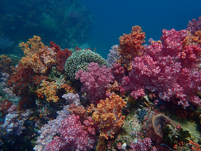 海水下的海洋生物 水下风景摄影学和海底景观摄影海底世界旅游潜水海洋动物海上生活游泳生活主题脊椎动物背景图片