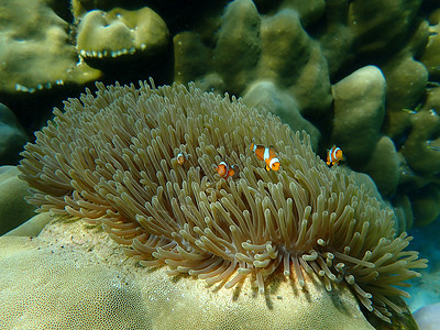海水下的海洋生物 水下风景摄影学和海底景观摄影生活海底世界珊瑚活动动物脊椎动物旅游游泳潜水海上生活背景图片