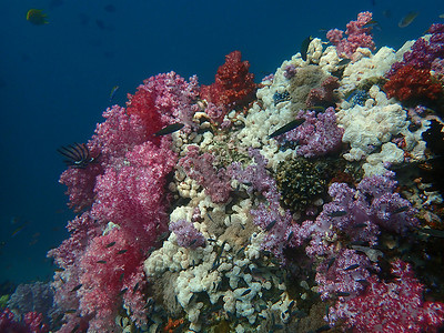 海水下的海洋生物 水下风景摄影学和海底景观摄影旅游海底世界海洋动物珊瑚活动主题潜水脊椎动物生活背景图片