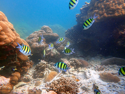 海中有珊瑚的海鱼 水下风貌与海洋生物野生动物海底世界游泳主题脊椎动物动物海上生活海洋背景图片