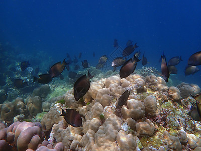 海洋中珊瑚鱼群游泳动物主题海上生活脊椎动物海底世界背景图片