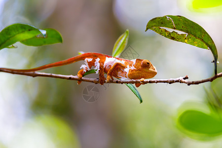 蜥蜴尾巴Parson的变色龙 马达加斯加野生动物濒危生活皮肤野生动物动物森林辉光威胁平衡动物群背景