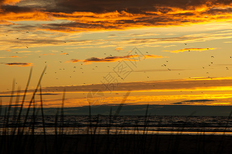 沙尘天气逆风波罗的海沿岸的日落 沙尘和飞鸟问题背景