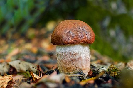 蘑菇花草菜 可食用橙色帽蘑菇 在绿苔树中生长栖息地环境宏观苔藓孢子木头烹饪荒野饮食菌丝体背景