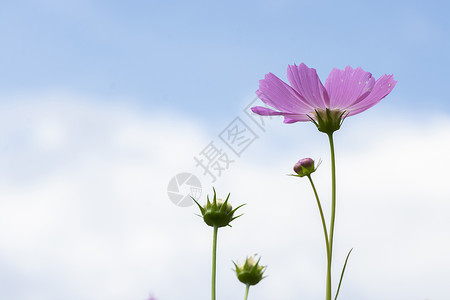 星月花在蓝天的天空中喷发背景图片