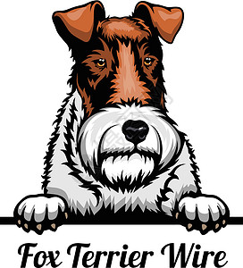 微型平滑狐梗头猎狐梗线 - 犬种 在白色背景上被隔离的狗头的彩色图像插画