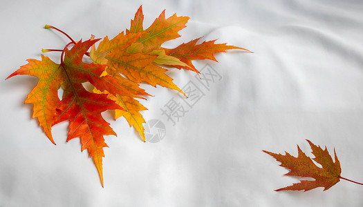 秋叶树叶在白色背景上徘徊金子标本馆植物植物学梧桐树橙子森林季节橡木落叶背景图片