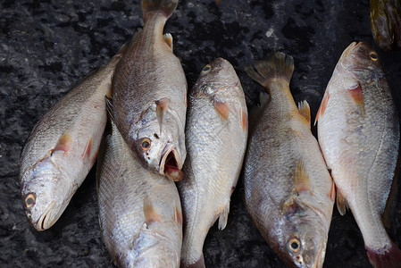 在新鲜海产食品市场销售海鲜黄鱼食物彩色鲷鱼静物饮食摄影图片大黄鱼背景图片