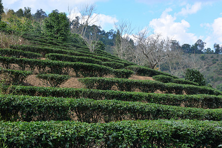在山上种植茶叶潮红种植园绿地花园叶子公园茶园精品红茶背景图片