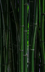 绿竹的黑暗和沉暗形象 深色音相片背景图片
