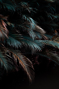 棕榈叶的黑暗和沉暗图像 深色音相片叶子照片树叶情绪绿色背景图片
