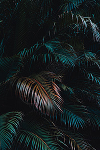 棕榈叶的黑暗和沉暗图像 深色音相片叶子绿色树叶情绪照片背景图片