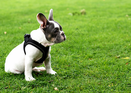 狗白色白色法国斗牛犬的小狗坐在草地上散步动物朋友哺乳动物感情运动友谊成人斗牛犬伴侣宠物背景