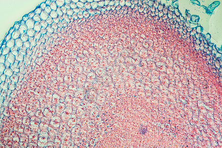根尖Gladiolus 根提示横过 100x宏观剑花组织红色科学花卉放大镜细胞植物虹膜背景