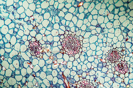 带干粉的格拉迪奥卢斯 横过100x根尖科学虹膜组织学花卉植物组织剑花红色蓝色背景
