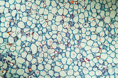 带干粉的格拉迪奥卢斯 横过100x科学根尖组织虹膜植物宏观剑花组织学蓝色细胞背景