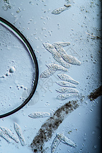 100x 水滴中的硅浮游浮游生物动物纤毛纤毛虫单细胞科学水池微生物池塘睫毛膏宏观背景图片