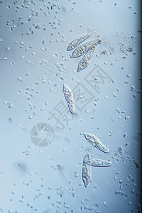 100x 水滴中的硅浮游浮游生物水池单细胞微生物纤毛空泡睫毛膏科学池塘宏观动物背景图片