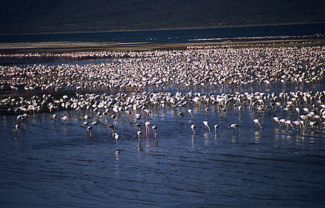 南俄湖非洲南布罗湖山前面的非洲 火烈鸟动物红色鸟类情调野生动物翅目荒野爬坡异国动物群背景