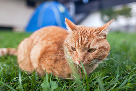 橙色猫长着橙色眼睛的短头发红小猫 蹲在青绿新鲜草地上猫咪毛皮鼻子哺乳动物尾巴隐藏动物宠物耳朵橙子背景