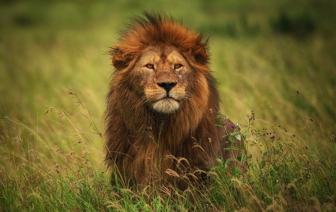 环球美景图片组织旅行世界游记旅游野生动物护照明信片博主背景图片