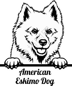 皮桑基皮狗 - 美国爱斯基摩犬种 - 白头孤立的头插画