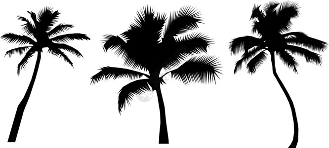 现实的棕榈树背景图片