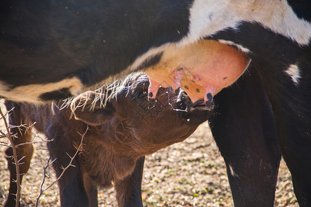 够牛就来牛牛从田里的牛牛中吐出奶来小牛哺乳动物农田婴儿农村农场奶制品牛奶场地农业背景