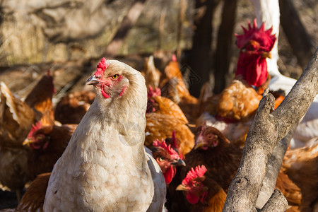 鸡舍脚上有羽毛的白brahma母鸡白色农业动物形目乡村鸟类公鸡家禽农场家鸡背景图片