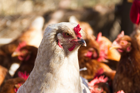 鸡舍脚上有羽毛的白brahma母鸡形目乡村白色动物公鸡家鸡家禽农场鸟类农业背景图片