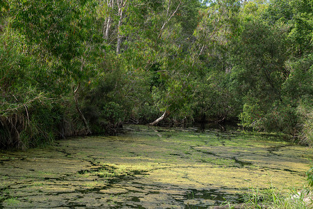覆盖的藻类布斯兰溪背景图片