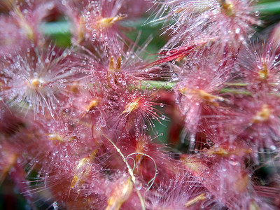 花朵亦称共青草或库奈草有天然草 印度尼西亚人称其为伊拉朗或alang武术白茅日落热带摄影九宫剑草性质圆柱体植物背景图片