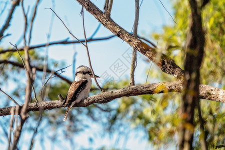 象声词杰出的澳大利亚Kookaburra背景