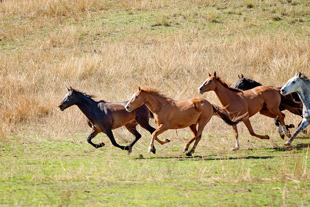 穿越平原的野马赛车动物自由跑步牧马人牧场搅拌鬃毛收费农村农场背景图片